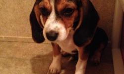 Female beagle puppy, 3 months old. Very sweet and playful. $100 to a good home