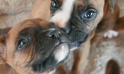 I have 2 beautiful female boxer puppies. They just turned 7 wks old today. Very playful dogs. They are up to date on all their shots, dewormed, dewclaws have been removed and tails have been docked. These dogs are very clean no fleas or ticks. Oh yeah