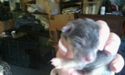 &nbsp;i have a female chihuahua puppy will have first shot vet check deworming will come with collar a toy some food and a blancket with moms cent on it raised with children and other dogs mom weighs 4.5 pounds dad weighs 4 pounds she is grey and tan
i