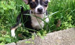 Female Chihuahua puppy looking for a loving home born on 4/9/14. Both parents are very sweet and loving AKC registered Chihuahuas. She will not be registered. She had been vet checked and dewormed. Located in Fairfax City, VA.