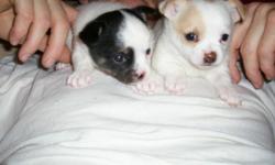 i have 2 female chihuahua pups
ready for homes
vet checked ,shots,wormed x3,started on paper training
1 yr written health guarantee,72 hour written guarantee
ckc registered
will be 5 to 7 lbs full grown