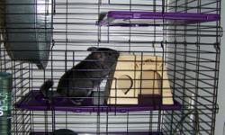 I have a very special female chinchilla for adoption. She is very SMART, friendly, curious, and playful. She is still young and too busy to be held, but she loves to be scritched between the ears. I care very much for my chinchilla, but keeping her at