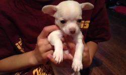 Female Chihuahua puppy looking for a loving home born on 4/9/14. Both parents are very sweet and loving AKC registered Chihuahuas. She will not be registered. She been vet checked and dewormed. Located in Fairfax City, VA. Contact chliepups14@gmail.com.