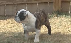 We have an 8 month old purebred AKC registered female bulldog for sale. She is brindle and white. Very loving great with kids and other dogs. Call or text 9703977948 with questions