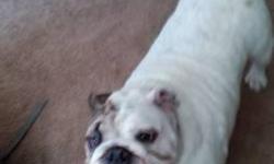 I have a female English Bulldog that needs rehoming. She is very nice and friendly to people. She isn't registered. We bought her to have a litter of puppies but when we checked her, she had been spayed, so she is pet quality only. A beautiful girl.