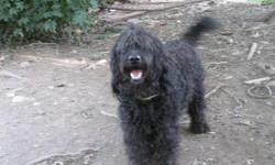 Goldendoodle, 3 year old black female....large.&nbsp; She is not spayed. Loves children, other dogs, and just life in general. She is n f1 and she does shed a bit.&nbsp; Loves to be indoors or outdoors.&nbsp; Hopefully she would have a buddy waiting for