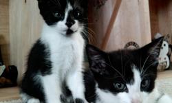 Two black and white female kittens (8 weeks old). Take one or both.
