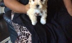 Brown female 8weeks old, Very playful, only grows up to 5pounds fully grown , already has first shot & has Been dewormed !