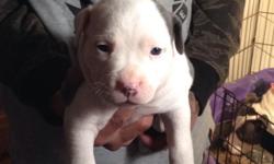 Female Pit Bull Puppies for Sale! Two Blue/White Females and One Champagne/White Female for $300. All pups will have first set of shots and wormer. They have been family raised and kid socialized. Very lovable and have been given a lot of pre-spoiling.