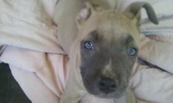 Approx. 12wks &nbsp;She will be a very large dog. She is a beautiful fawn with light grey eyes. healthy and full of energy. Very smart. to excellent home only. I'm in San Bernardino. E-mail me for more info. toriargo@hotmail.com