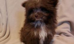She is a very sweet, lovable, and playful Pom-a-Poo puppy!&nbsp; (Pomeranian/Poodle)&nbsp; She was born 1-1-15 and is current on shots and dewormings.&nbsp; She is so adorable and small.&nbsp; She will make such a sweet addition!&nbsp; $600, cash&nbsp; If