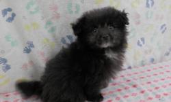She is a very sweet, lovable, and playful Pom-a-Poo Puppy!&nbsp; (Pomeranian/Poodle)&nbsp; She was born 1-1-15 and is current on shots and dewormings.&nbsp; She is so adorable and ready for her new home!&nbsp; $450, cash&nbsp; If interested please call
