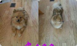 I have a female Pomeranian that is in heat right now she will be 2 years old in July please call me if you are interested 616-335-1415
