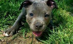 Purebred Pit/Bully Pups. 12&nbsp;weeks old. 1st shot. Dewormed. Four females only. 3 black&nbsp;and 1&nbsp;fawn. Text only please!&nbsp;