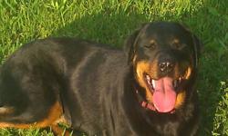 I have a purebred AKC female rottweiler with all paperwork and current vaccinations in hand. she is housebroken and very gentle. loves all other animals and kids. she has never bitten anyone or shown any aggression. She loves to be loved and listens very