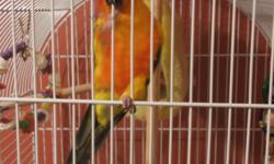 She is around 1 yr old, she is very cage aggressive but once you get her away from the cage she is fine. She needs someone who is more experienced with cage aggressive birds. I will sell her for $200.00 with large nice cage included.