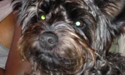 We have a black female&nbsp;4 year old Yorkie-poo(CKC registered)&nbsp;dog named&nbsp;Scarlett. &nbsp;With a recent change in work schedule, 1 year old child and upcoming move, we have been unable to provide her the attention she deserves. &nbsp;Scarlett