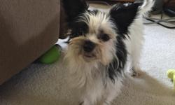 She is a very sweet, lovable, and playful Yorkie-Zu puppy.&nbsp; (Yorkie/Shih-Tzu)&nbsp; She was born 11-17-15 and is current on shots and dewormings.&nbsp; She loves kids.&nbsp; She also loves to run and play with other dogs.&nbsp; She is so sweet and