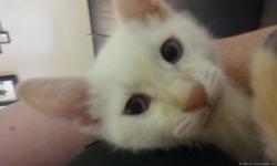 Baby flame point siamese kitten looking for a home. He is beautiful. Litter box trained, kid and dog friendly. Asking $300 because he is already neutered and has his first round of shots. He is ready to go now. Please contact for more info and to meet