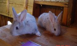 Pedigree Flemish babies.make great pets. get your early Easter bunny.i have sandy bucks available at this time.email for more info.