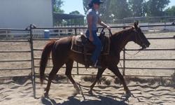 Cat N Conejo is a 14 hand 2006 mare by Catalano out of Dual N Montana. I have owned Conejo since she was three. She is a sweet sorrel mare who was started as a cutter and has worked cows extensively. She is extremely athletic and works cows like a pro. I