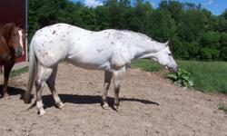 Dreamfinder granddaughter. Trail rides. Very athletic and quick on her feet. Could make a great performance horse. Requires an experinced knowledgeable horse person.