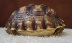 For sale Sulcata Tortoise (Geochelone sulcata) , Shell length is&nbsp;6 inches long. Feeding on grasses, romain lettuce, clover, carrots, dandelion greens, cucumber, organic greens, pumpkin, cactus pads,&nbsp; cantaloupe , etc.
Perfect health.
Shipping