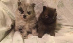 FOR SALE: Pomeranian Puppies: DOP:July 24th, 2014.&nbsp;Both are females. Female Sables($650.00). Female Blue Merle ($900.00). Listed left-right! 1st&nbsp;female ($900.00) is a blue merle.&nbsp;&nbsp;2nd female($650.00) is Mostly black&nbsp;w/tan(Sable).