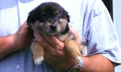 for sale ckc australian shepard puppy
first shots and been wormed 4 times&nbsp;
it is a female and tri-color ...black and white with brown paws
it is a minature...-- or...--