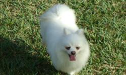 Available &nbsp;perfect ice-white pomeranian male &nbsp;with full AKC registration. &nbsp; &nbsp;She is 1,5 years old.&nbsp;
She de-wormed and vaccinated.&nbsp;
Both parents are white.&nbsp;
Perfect &nbsp;for breeding.
&nbsp;
&nbsp;ph?ne