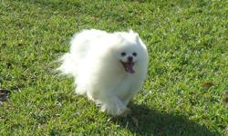 Available &nbsp;perfect ice-white pomeranian male &nbsp;with full AKC registration. &nbsp; &nbsp;He is 1,5 years old.&nbsp;
He de-wormed and vaccinated.&nbsp;
Perfect &nbsp;for breeding.
&nbsp;ph?ne 561-400-0700&nbsp;
e-mail: ra3qfb@comcast.net
&nbsp;