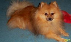 CKC reg. 10lb. proven Orange Sable male Pomeranian for stud.
No checks accepted payment due at time of service. Serious inquiries only please http://princessspoms.yolasite.com