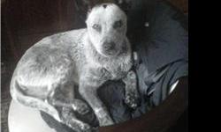 We found this sweet dog on 12/24/2010 on Ave R in Wichita Falls, Tx. She is white with grey spotting, dark ears, and a distinctive black spot on the top of her head (see picture). She weighs approximatly 20 - 25 pounds and appears to be a Blue Heeler /