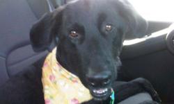 Found Male Black Lab Sat. 8-13-11 Sugarloaf Parkway & Hwy 29. Has collar and Bandana on. Super sweet dog, looks like he's been well cared for! He wants to come home!
Call 770-978-7950 or 770-365-6292