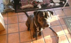 Found Black Lab mix, male on Piketown Rd. in Piketown area on 2/8/11. Dog has a blue electronic collar and appears to be in good health. Friendly and obedient. Call 850-429-0002