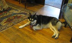 young adult (just guessing) female dog - appears to be husky shepherd cross. Very nice disposition found saturday morning running loose on So. Plymouth Ave. PLEASE contact if this is your dog - we can't keep it and it will be gone if not claimed in next