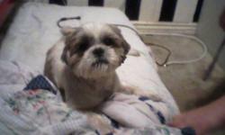 i found this dog at rhynerson park in lakewood im not sure whether its a lhasa or a shitzu
contact me at (562)277-0810