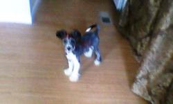 FOUND 7-16-11
IN LEVY AREA
SMALL TERRIER, MALE, NEUTERED WITH BLACK COLLAR.
HOUSE TRAINED - INSIDE DOG
VERY SWEET.