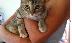 Young tabby kitty found Monday 8/15 on 95th St. between Lookout & Valmont.