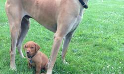 I have 2 Fox Red Male Labs remaining from a planned breeding.&nbsp; These boys are a dark red that are very handsome dudes.&nbsp; These are AKC registered pups.
&nbsp;
This was a planned breeding of two quality dogs that are both great hunters and