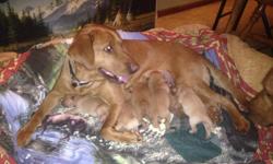 I have a litter of fox red purebred lab puppies. &nbsp;There are 5 males and 3 females in this litter. &nbsp;This is a repeat breeding, so I have references you can speak with on the quality of this breeding. &nbsp;I personally kept a male from the first