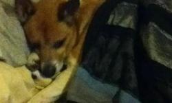 We have to relocate and cant take our family pet of 8 years, but we know he will make another family very happy. He is a fox terrior mix his name is scrappy and he was raised around other pets and children and does very well. He likes to play, go for