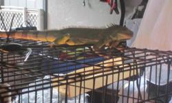 We purchased this iguana about 2 yrs ago, he's around a foot and half including the tale. He is outgrowing his cage and unfortunetly he's not paid attention to&nbsp;like he used to be. The faster he can get another home the better.