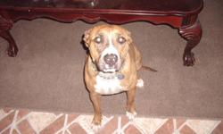 She is a 2 year old brindle pitbull. She has her current shots and is fixed.She is house trained and good watch dog.