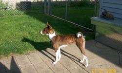 Beautiful outgoing basenji . His name is Scooby ,he is very energetic ,he is very smart and he is very loving.He would do well with a person who could give him lots of exercise .He is three years old,he is neutered,has all his shots and rabies until 2011