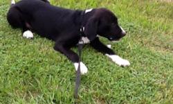 Martin's Mill / Canton Area - Free Black Lab / Catahoula mix. 4 months old. We were orginally looking for a full grown dog when some friends from church had puppies. They were going to take them to the pound if they couldn't find homes quickly. So we took