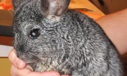 FREE CHINCHILLA'S TO GOOD CARING HOME. WELL BEHAVED & FRIENDLY. 1 GRAY MALE, DUSTY AND 1 WHITE FEMALE, SNOW(FLAKE). FOR PERSONAL CIRCUMSTANCES, I CAN NO LONGER CARE FOR THEM. MUST GO TOGETHER! email me at happigirl3 at yahoo dot com