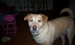I have a rat terrier male 3 yrs old, 25 lbs- and a 7yr oldmale yellow lab mix 70 lbs. They are excellent dogs. Would like to try and keep them together, as they have always been. Very loving dogs, and great around children. Also get along with other
