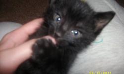 7 week old kittens, free to a good home.. I have 3 all black, and 2 black w/ white feet and spots on face.. Really cute!! Mother is a great cat.. Raised around small children, very patient!! Inside raised.... Call for details!!