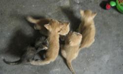 Free kittens, orange/yellow and white, just weaned- litter trained, very friendly. The mother is a small cat, these kittens should grow up to be small as well. Cute kittens looking for a good home 702-767-0572&nbsp; jgdh@juno.com
&nbsp;